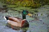 UK, LONDON, Brent, Barham Park, Mallard Duck in pond, UK14531JPL