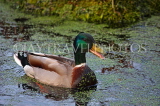 UK, LONDON, Brent, Barham Park, Mallard Duck in pond, UK14532JPL