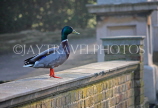 UK, LONDON, Brent, Barham Park, Mallard Duck on wall, UK14529JPL