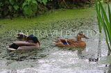 UK, LONDON, Brent, Barham Park, Mallard Ducks in pond, UK14535JPL