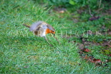 UK, LONDON, Brent, Barham Park, Robin pulling worm out of the ground, UK15513JPLA