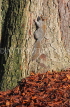 UK, LONDON, Brent, Barham Park, autumn, grey Squirrel and fallen leaves, UK9605JPL