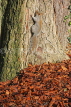 UK, LONDON, Brent, Barham Park, autumn, grey Squirrel and fallen leaves, UK9606JPL