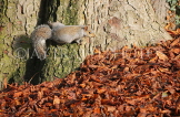 UK, LONDON, Brent, Barham Park, autumn, grey Squirrel and fallen leaves, UK9614JPL