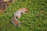 UK, LONDON, Brent, Barham Park, autumn, grey Squirrel on privet bush, UK9583JPL
