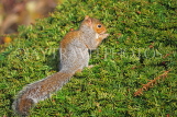 UK, LONDON, Brent, Barham Park, autumn, grey Squirrel on privet bush, UK9585JPL