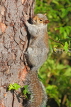 UK, LONDON, Brent, Barham Park, autumn, grey Squirrel on tree, UK9578JPL