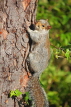 UK, LONDON, Brent, Barham Park, autumn, grey Squirrel on tree, UK9579JPL