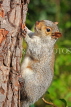 UK, LONDON, Brent, Barham Park, autumn, grey Squirrel on tree, UK9581JPL