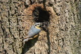 UK, LONDON, Brent, Barham Park, birds, Nuthatch at tree nest, UK14566JPLA