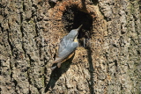 UK, LONDON, Brent, Barham Park, birds, Nuthatch at tree nest, UK14567JPL