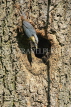 UK, LONDON, Brent, Barham Park, birds, Nuthatch at tree nest, UK14568JPL