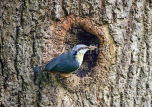 UK, LONDON, Brent, Barham Park, birds, Nuthatch at tree nest, UK14668JPL