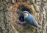 UK, LONDON, Brent, Barham Park, birds, Nuthatch at tree nest and chick, UK14665JPLA