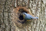 UK, LONDON, Brent, Barham Park, birds, Nuthatch at tree nest and chick, UK14666JPLA