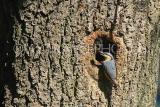 UK, LONDON, Brent, Barham Park, birds, Nuthatch building tree nest, UK14564JPL