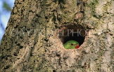 UK, LONDON, Brent, Barham Park, birds, Ring Necked Parakket in tree nest, UK14669JPLA