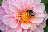 UK, LONDON, Brent, Barham Park, pink Dahlia and bee, closeup, UK10837JPL