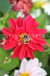 UK, LONDON, Brent, Barham Park, red Dahlia flower, and bee, UK3941JPL