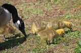 UK, LONDON, Crystal Palace Park, Canada Goose with goslings, UK18828JPL