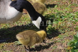 UK, LONDON, Crystal Palace Park, Canada Goose with goslings, UK18829JPL