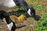 UK, LONDON, Crystal Palace Park, Canada Goose with goslings, UK18830JPL