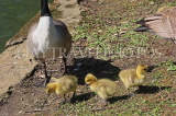UK, LONDON, Crystal Palace Park, Canada Goose with goslings, UK18939JPL
