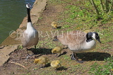 UK, LONDON, Crystal Palace Park, Canada Goose with goslings, UK18940JPL