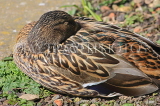 UK, LONDON, Crystal Palace Park, Mallard Duck, female, resting, UK18945JPL