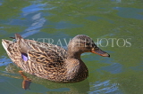 UK, LONDON, Crystal Palace Park, Mallard Duck, female, swimming, UK18946JPL