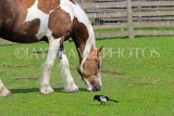 UK, LONDON, Docklands, Mudchute Park and Farm, Horse grazing, and Magpie, UK23532JPL