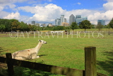 UK, LONDON, Docklands, Mudchute Park and Farm, Llama, and Canary Wharf skyline, UK10937JPL