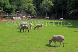 UK, LONDON, Docklands, Mudchute Park and Farm, Sheep grazing, UK23501JPL