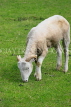 UK, LONDON, Docklands, Mudchute Park and Farm, White Faced Woodland Sheep, UK23495JPL