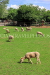 UK, LONDON, Docklands, Mudchute Park and Farm, White Faced Woodland Sheep, UK23497JPL