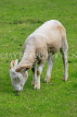 UK, LONDON, Docklands, Mudchute Park and Farm, White Faced Woodland Sheep, UK23498JPL