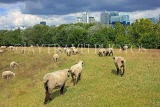UK, LONDON, Docklands, Mudchute Park and Farm, grazing sheep and Canary Wharf skyline, UK10927JPL