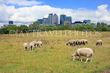 UK, LONDON, Docklands, Mudchute Park and Farm, grazing sheep and Canary Wharf skyline, UK10933JPL