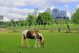 UK, LONDON, Docklands, Mudchute Park and Farm, horse grazing, Canary Wharf skyline, UK23526JPL