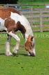 UK, LONDON, Docklands, Mudchute Park and Farm, horse grazing, UK23530JPL