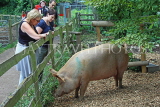 UK, LONDON, Docklands, Mudchute Park and Farm, people looking at a Tamworth Pig, UK10953JPL