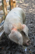 UK, LONDON, Docklands, Mudchute Park and Farm, pig in a pen, UK10954JPL