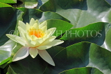 UK, LONDON, Docklands, Shadwell, Water Lily, UK20830JPL
