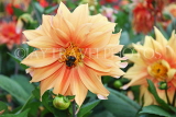 UK, LONDON, Greenwich, Greenwich Park, pale orange Dahlia flower and bee, UK10978JPL