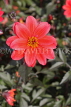 UK, LONDON, Greenwich, Greenwich Park, red Dahlia flower, UK10981JPL