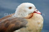 UK, LONDON, Hampton, Bushy Park, Egyptian Goose, closeup, UK11399JPL