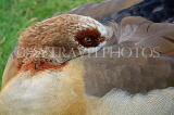 UK, LONDON, Hampton, Bushy Park, Egyptian Goose, resting, UK11398JPL