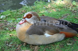 UK, LONDON, Hampton, Bushy Park, Egyptian Goose, resting, UK11400JPL