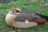 UK, LONDON, Hampton, Bushy Park, Egyptian Goose, resting, UK11401JPL