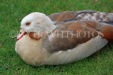 UK, LONDON, Hampton, Bushy Park, Egyptian Goose resting, UK11302JPL
